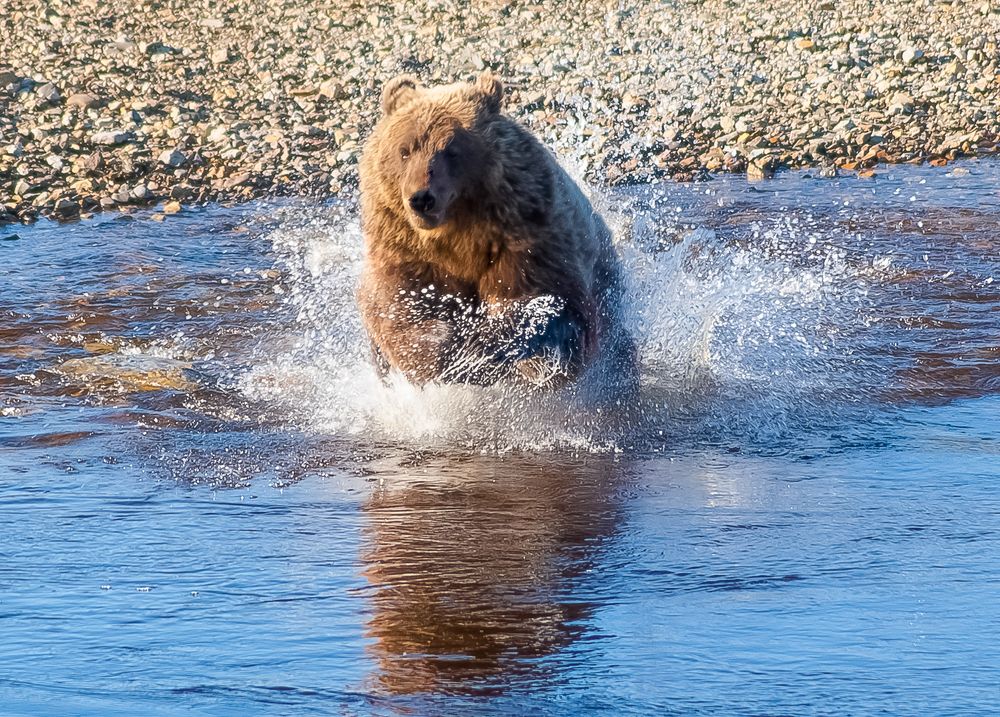 Бегущий по воде