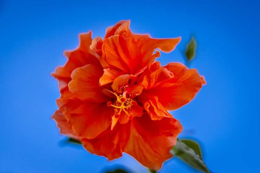 Photograph by Olga Novoselskaya