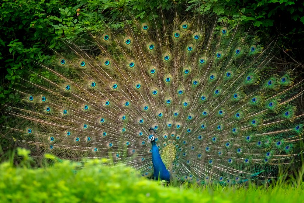 Indian Peafowl in the beautiful courtship dance