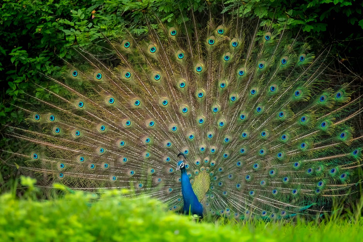 Indian Peafowl in the beautiful courtship dance