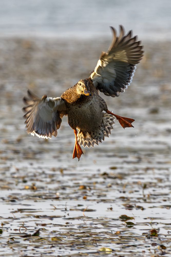 Фотография автора Леонид Никитин
