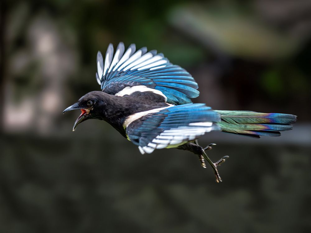 Полет сороки.