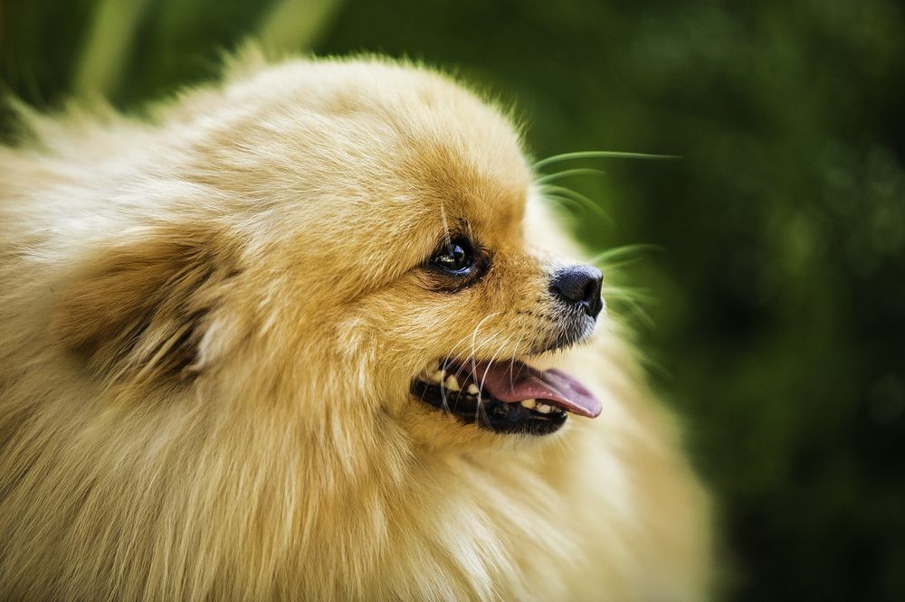 Фотография автора Михаил Лупина