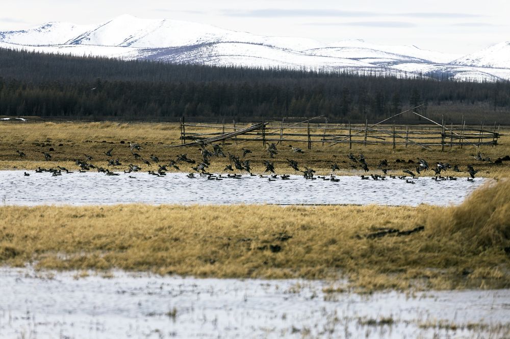 Утки прилетели.