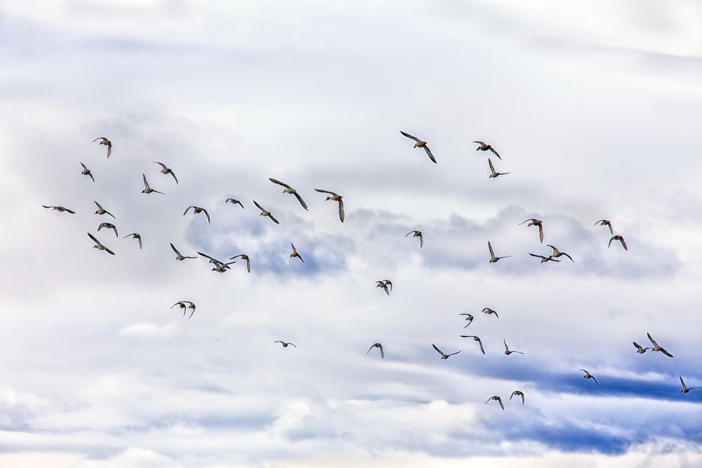 Утки идут на посадку.