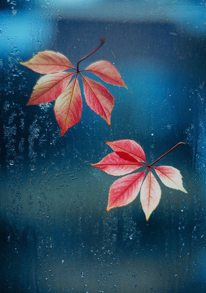 Photograph by Светлана Кавказская