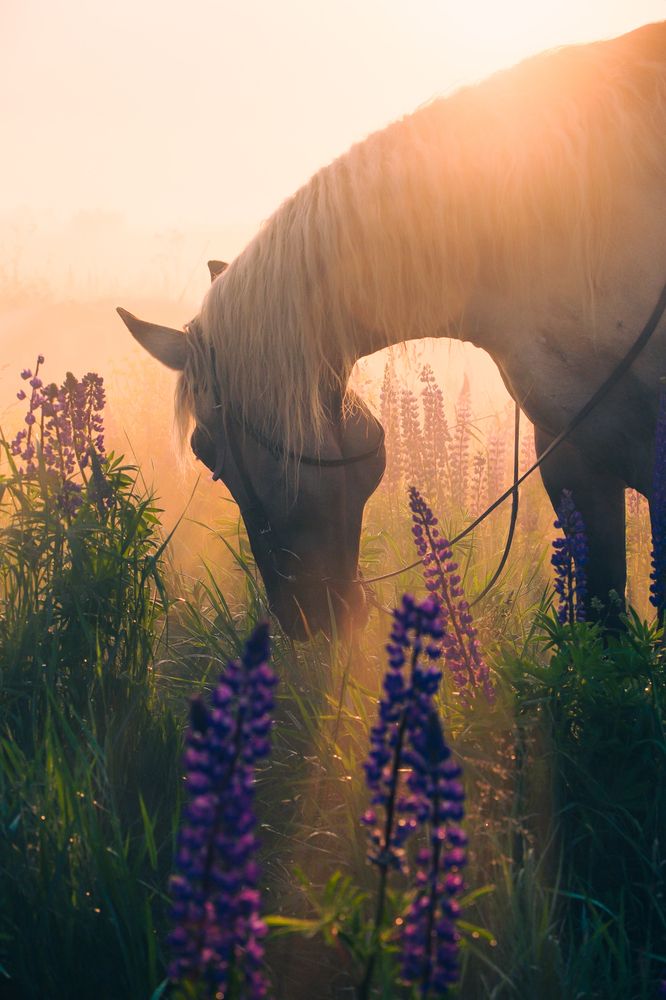 Photograph by Elen Vorontsova