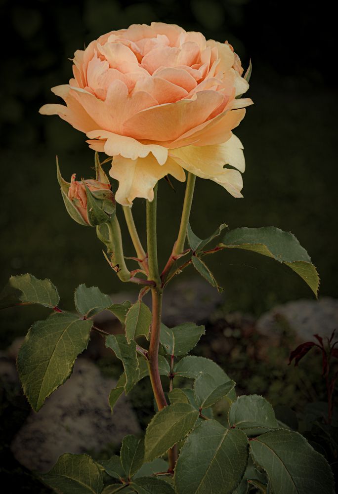 Photograph by Кокорин Алексей