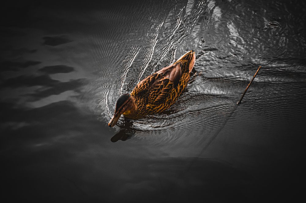 Photograph by Артемий Андреев