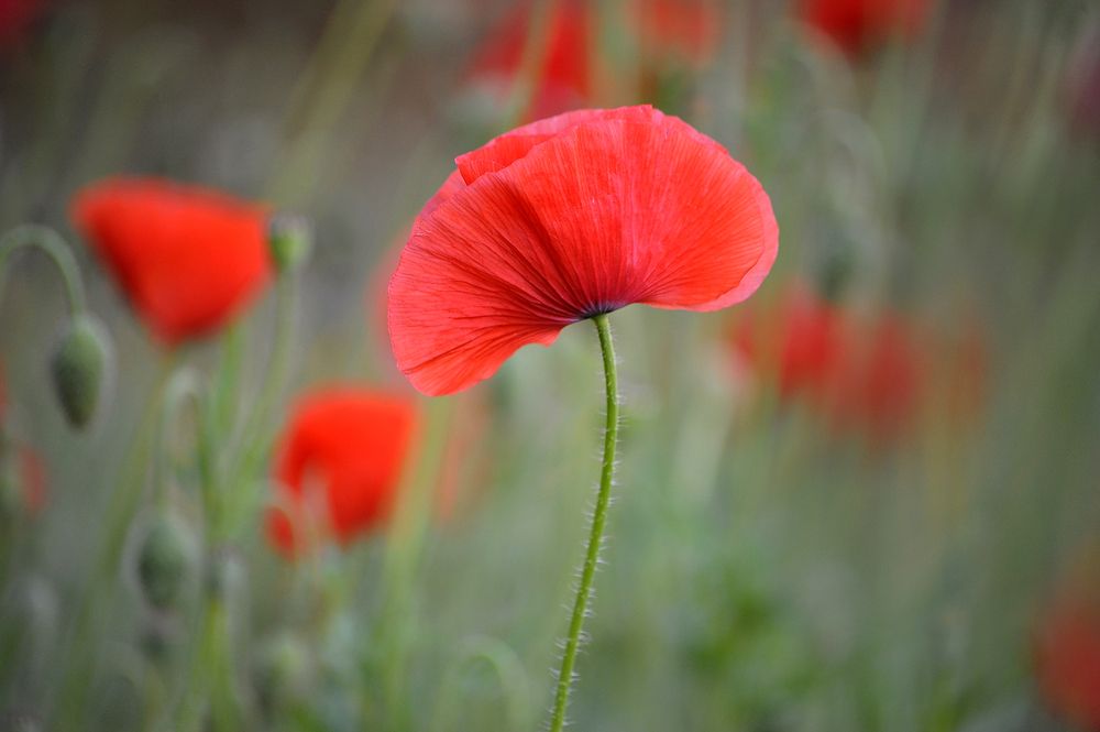 Photograph by Farid Ataei