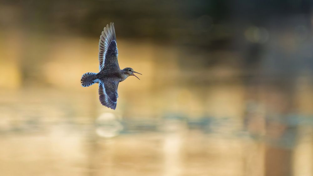 Photograph by Jørgen Hovde
