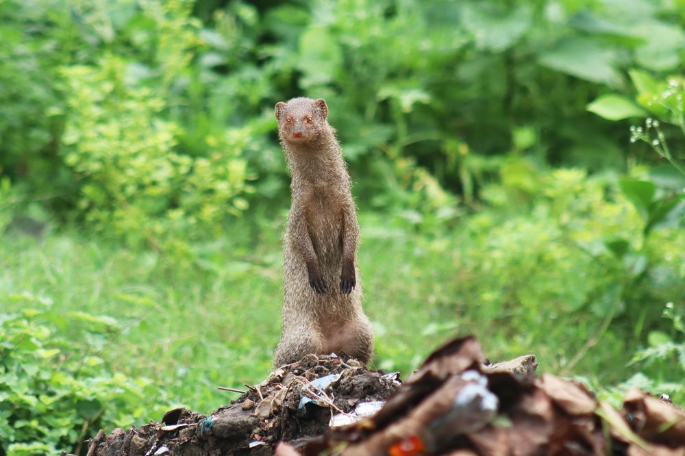 Photograph by SURAJIT SARKAR