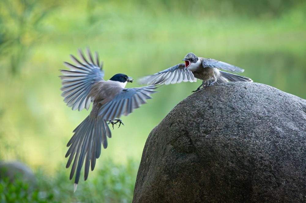 Photograph by Alexei Kriptozoy