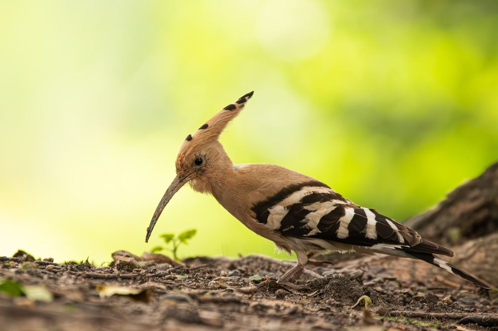 Photograph by Alexei Kriptozoy