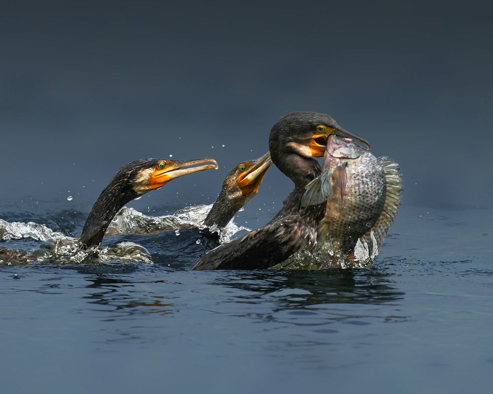 Photograph by Swarup Roy Chowdhury