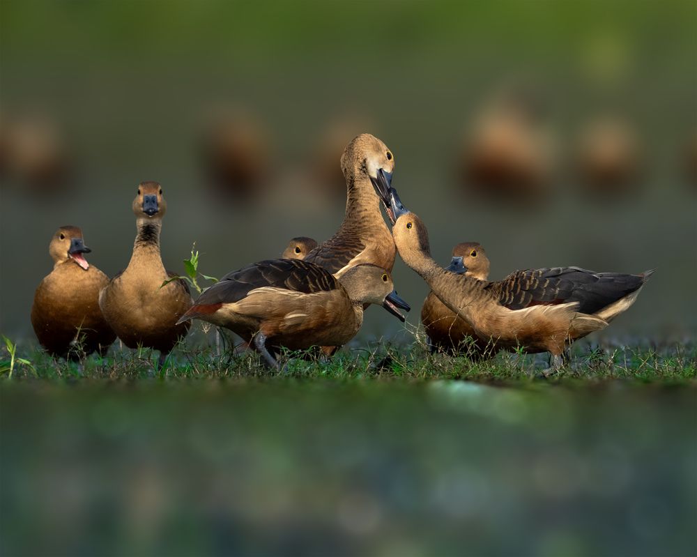 Photograph by Swarup Roy Chowdhury