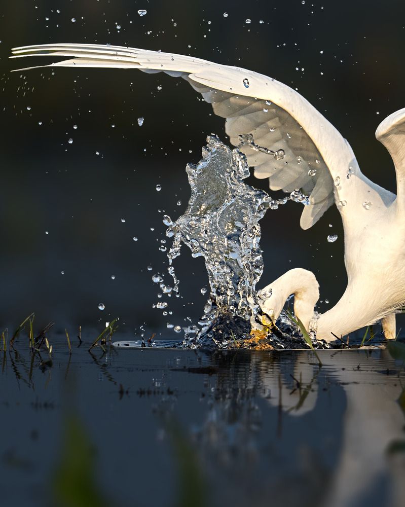 Photograph by Swarup Roy Chowdhury