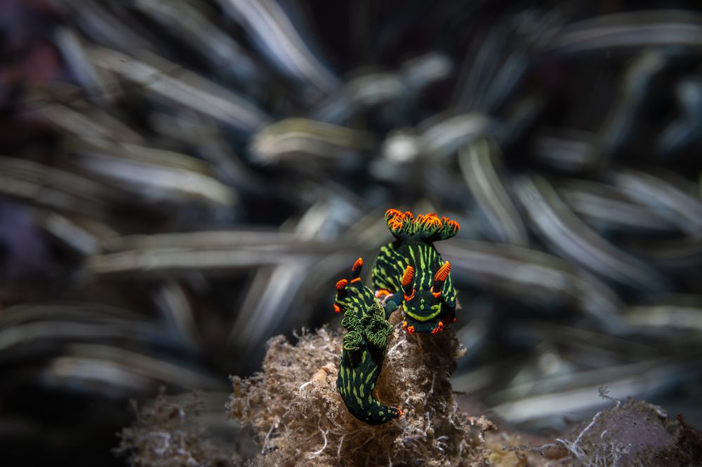 Photograph by Савин Андрей