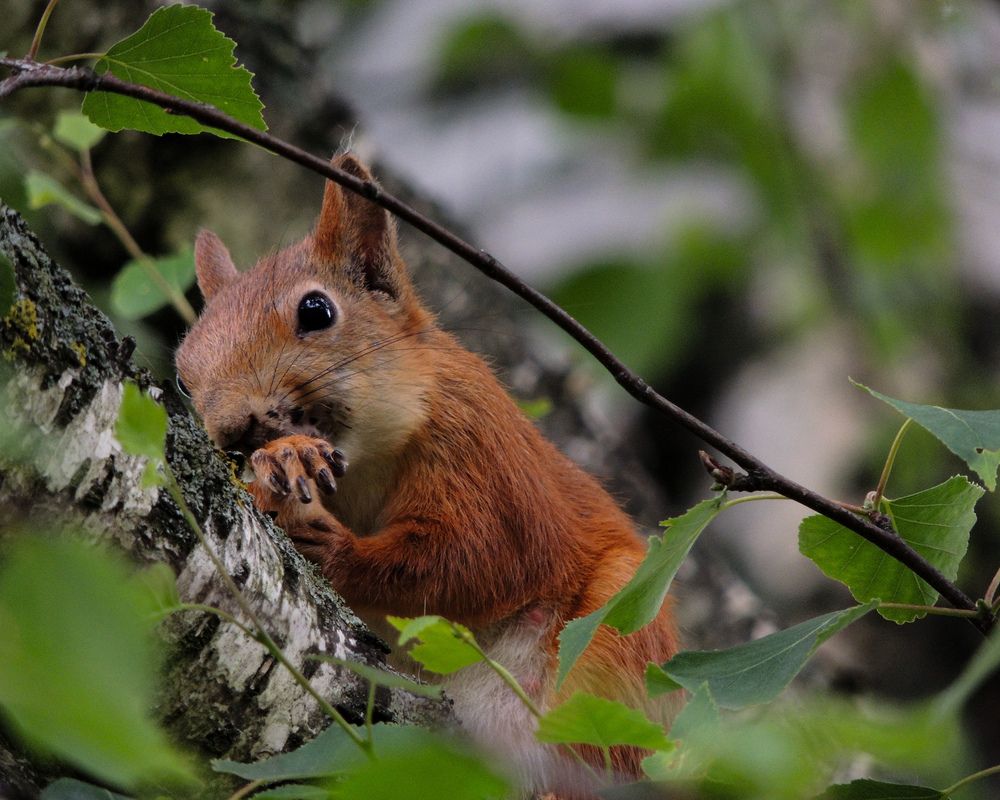 Photograph by Наталья Балабанова