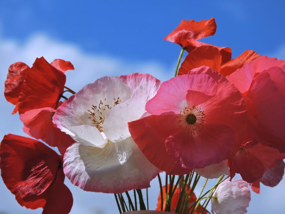 Photograph by Galina Gorshkova