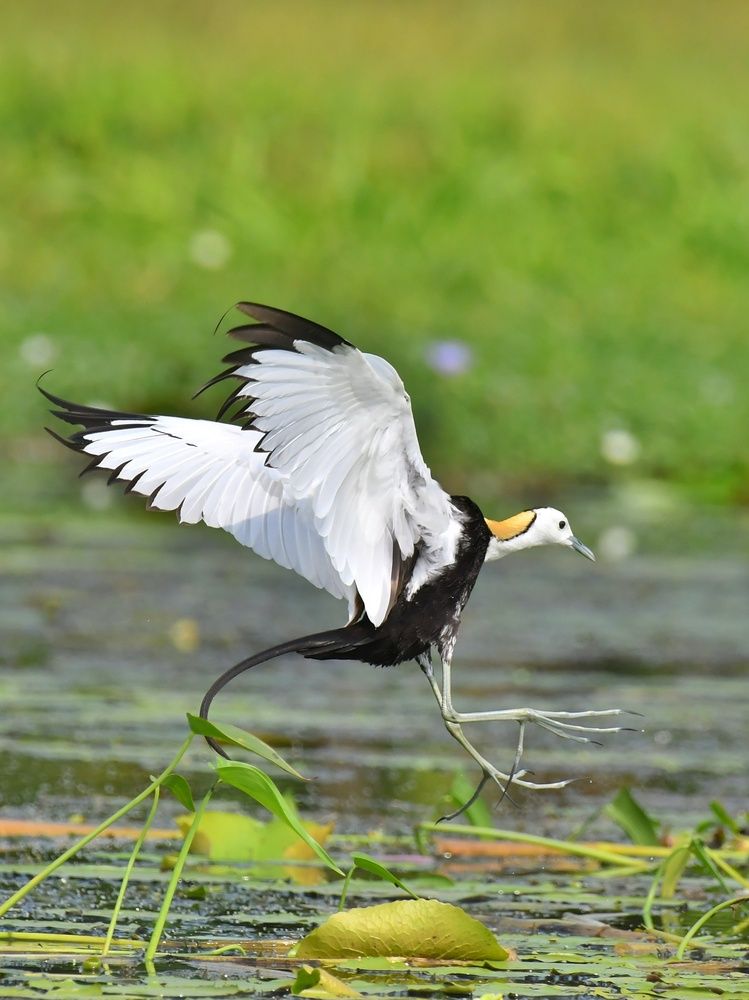 Photograph by Samar Jana