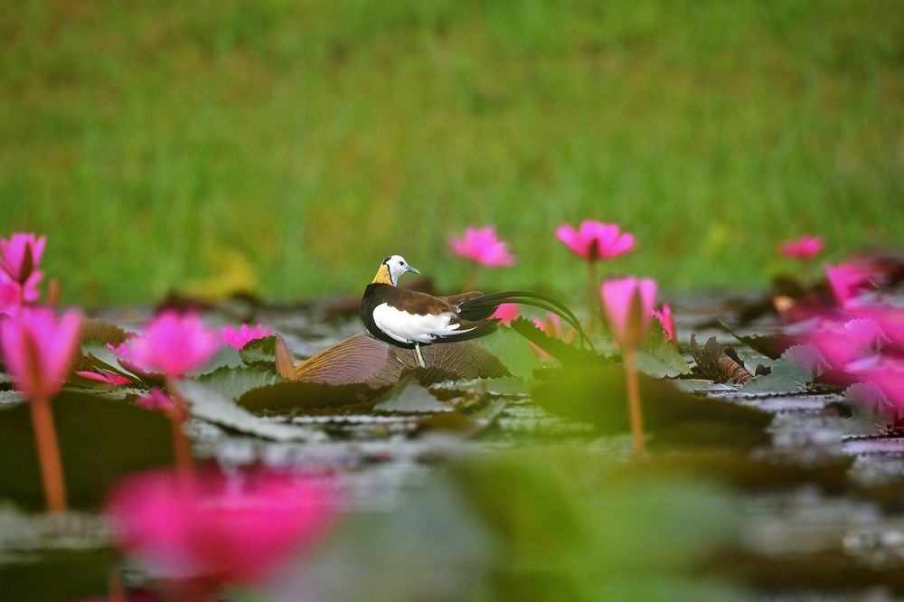 Photograph by Samar Jana