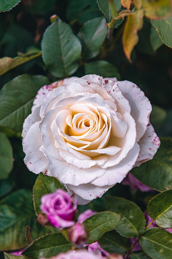 Photograph by Сергей Аникушин