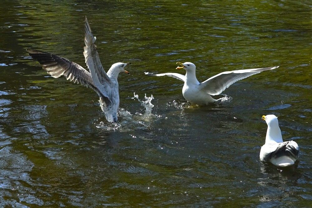 Photograph by jelena konickaja
