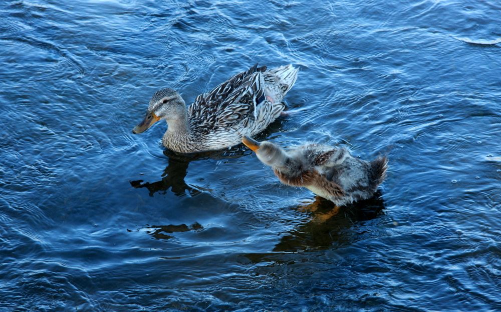 Фотография автора Nelya  Lysenko