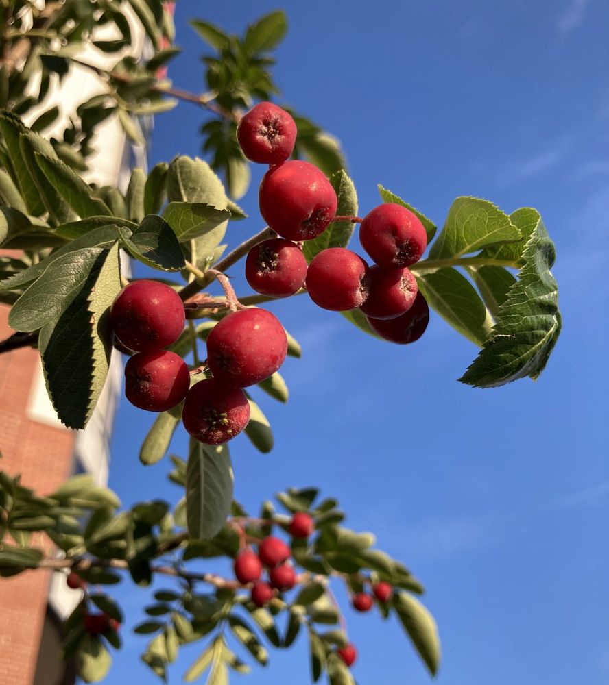 Райские яблочки