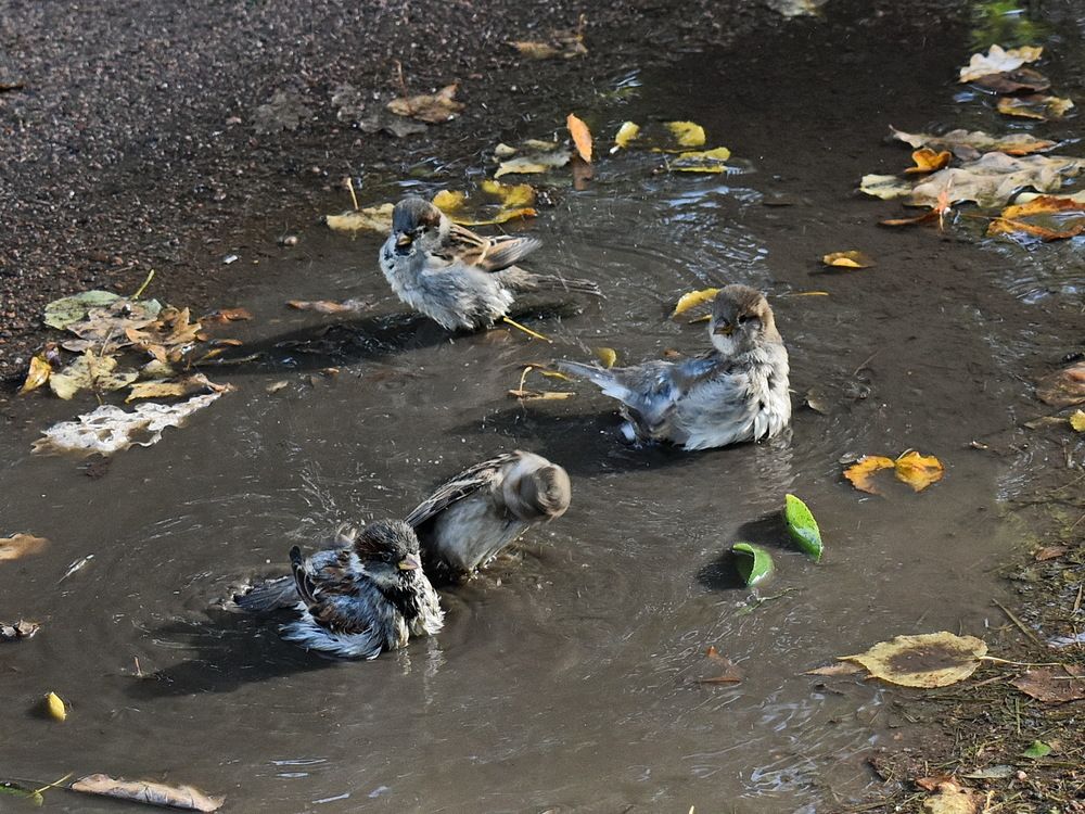 Банный день