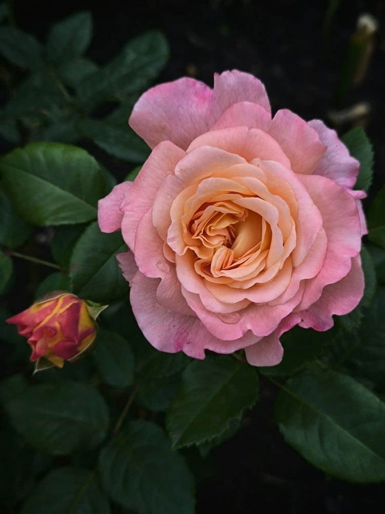 Роза Флорибунда