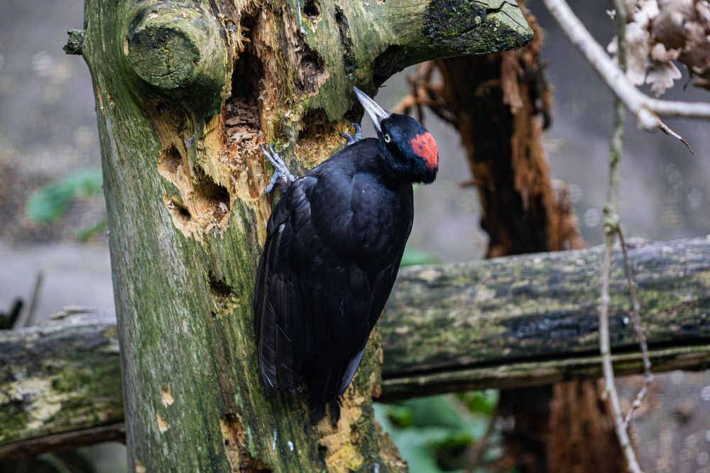 Photograph by Strisovsky Stanislav