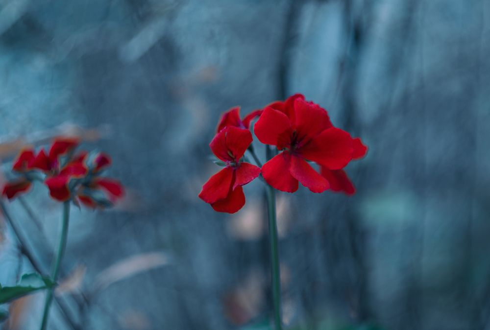 Photograph by Наталия Тимари