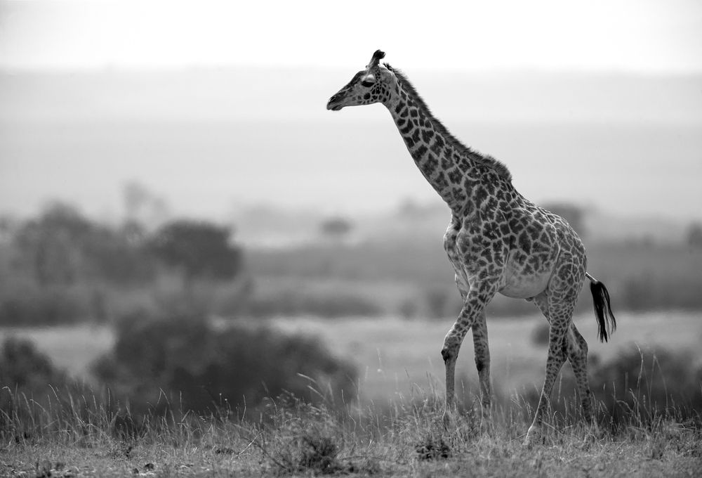 Фотография автора Анатолий Макоедов