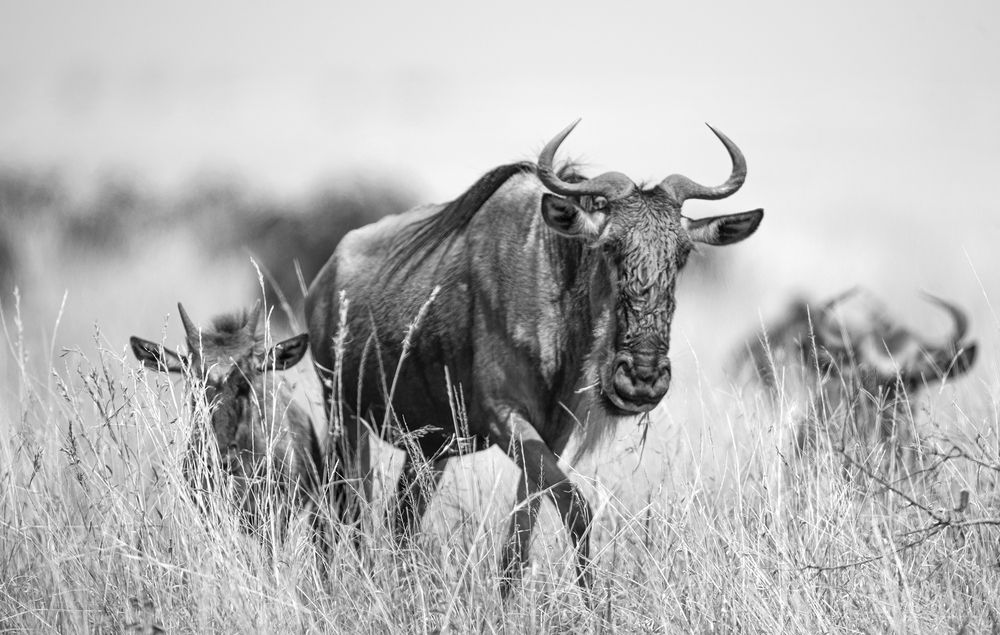 Фотография автора Анатолий Макоедов