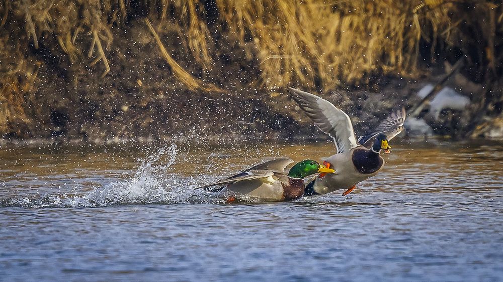 Photograph by АЛЕКСАНДР ПОПИК