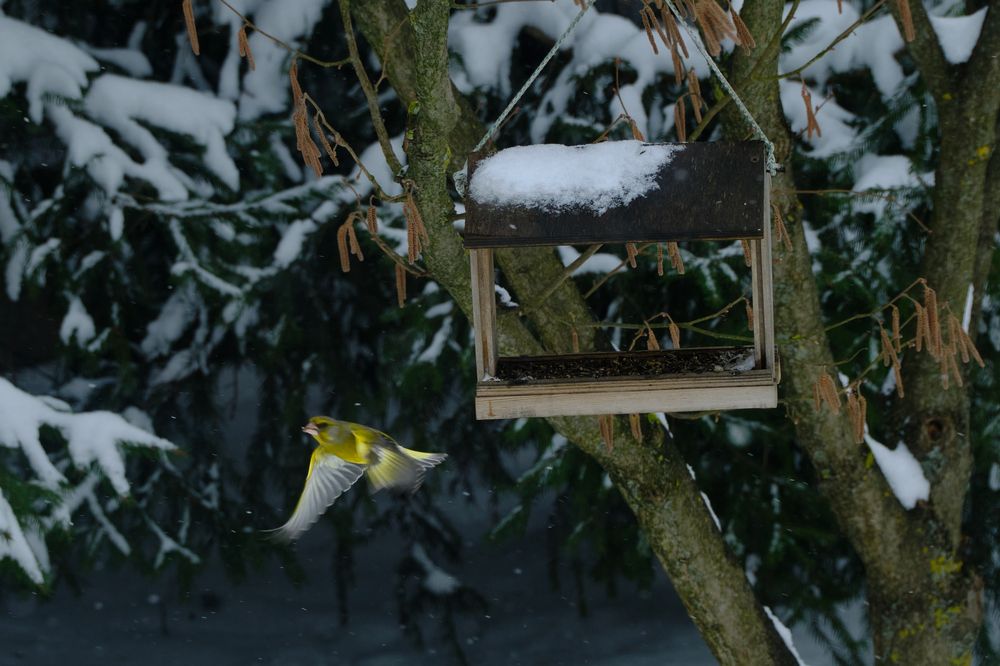 Photograph by Василий Арлашов