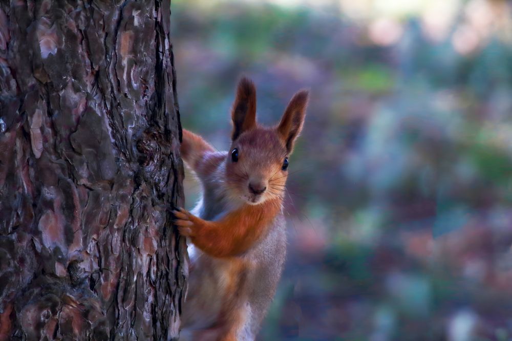Photograph by Ирина Шибитова