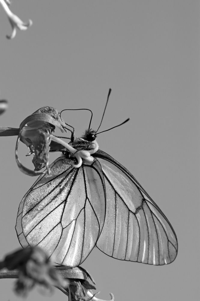 Photograph by Лапин Сергей