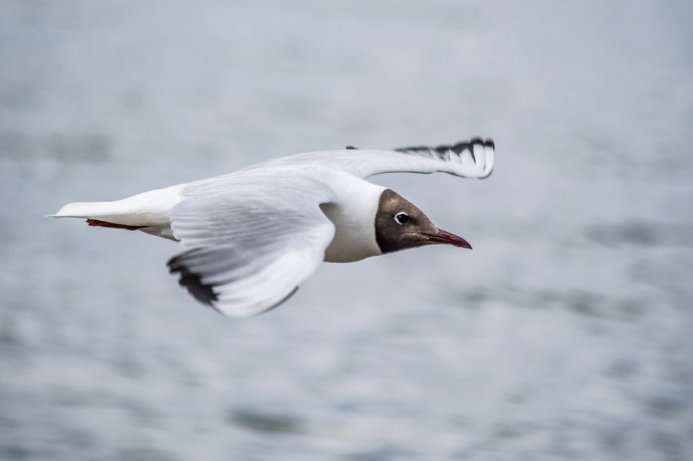 Photograph by Дмитрий Анисимов