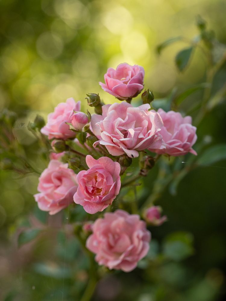 Photograph by Ирина Протченко