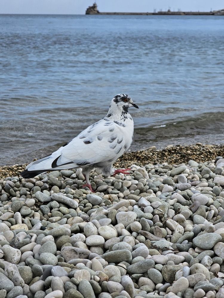 Фотография автора Екатерина Проплеткина