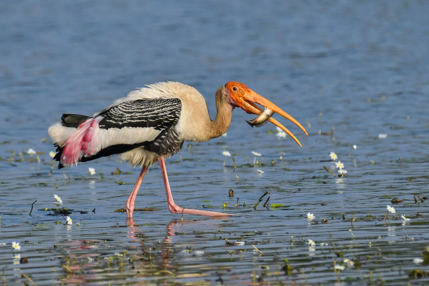 Фотография #12372206