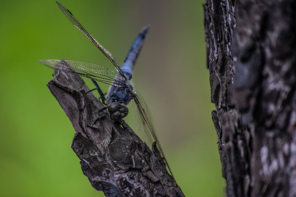 Фотография автора Дмитрий Анисимов