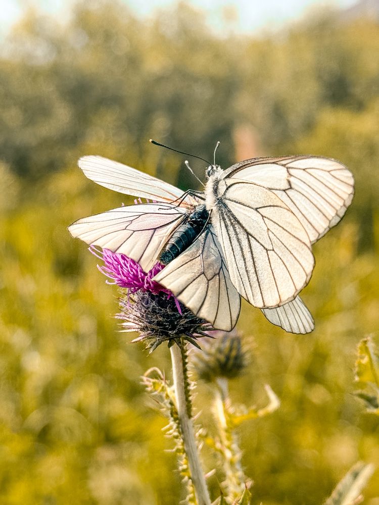 Photograph by Алёна Горошко