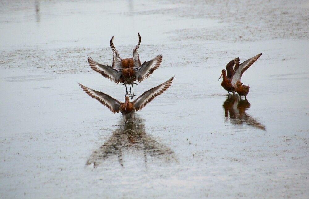 Игры куликов