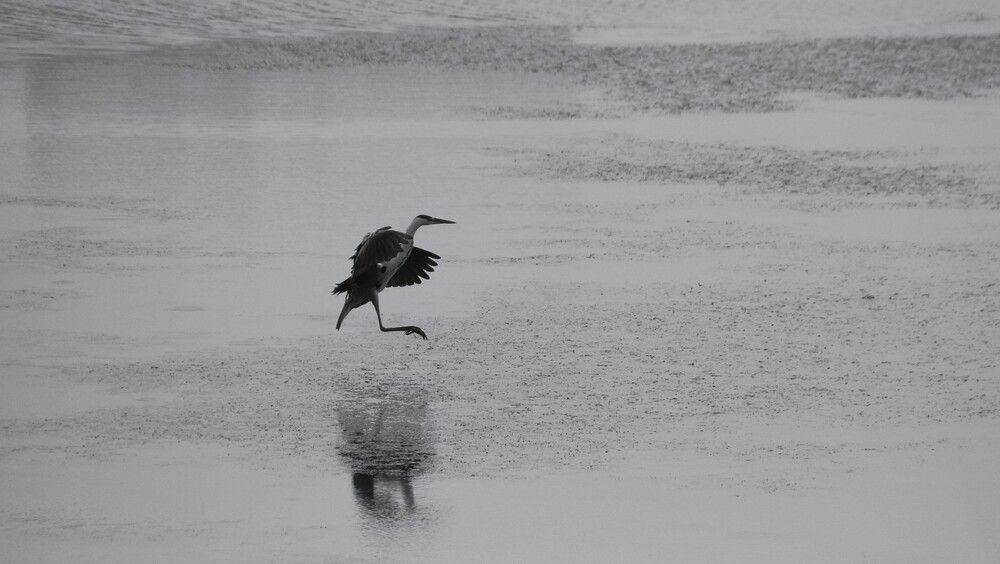 Выкаблучивает шало