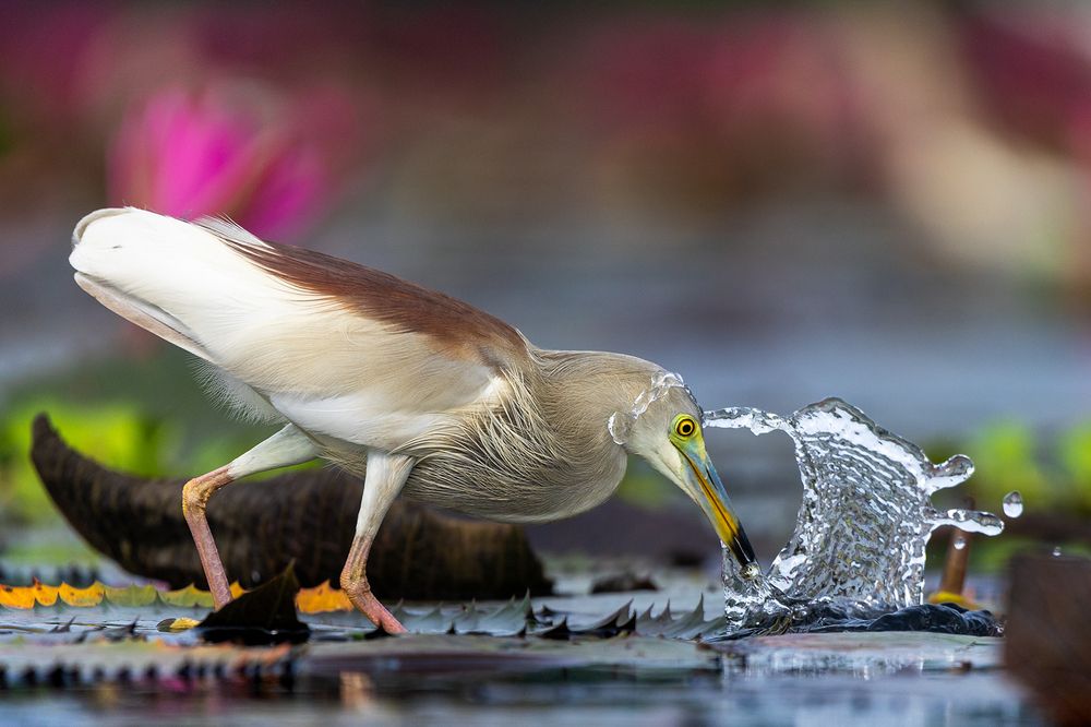 Photograph by Aritra Nath