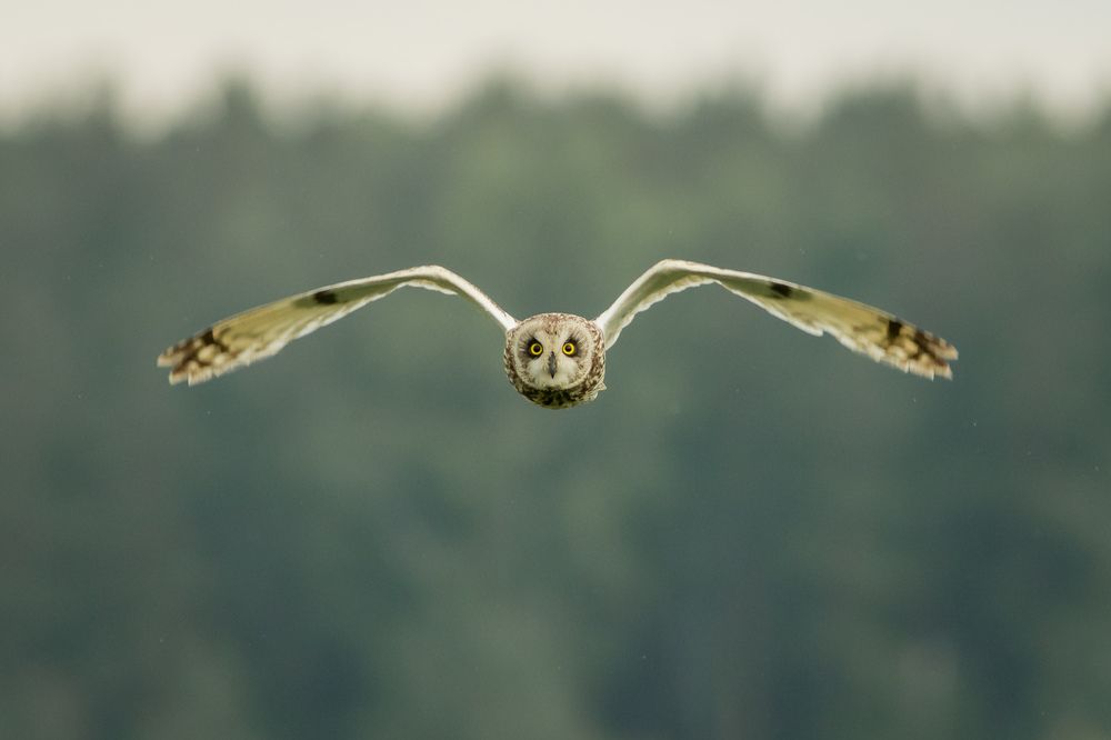 Фотография автора Суслов Дмитрий